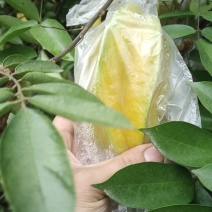 福建漳州杨桃新鲜水果应季现摘孕妇水果