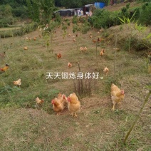 正宗散养鸡。