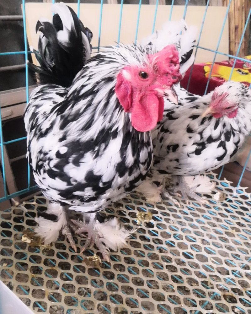 白色元宝鸡黑色元宝鸡观赏鸡种鸡