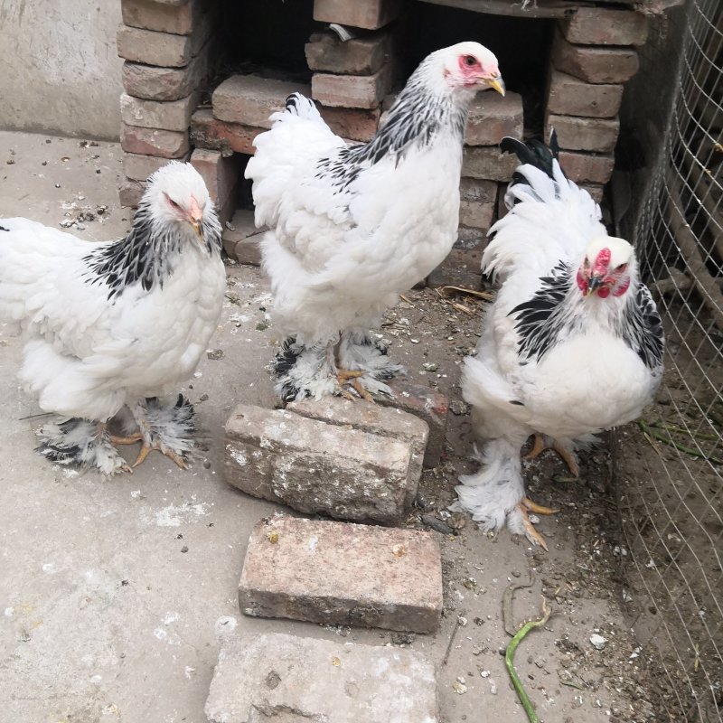 白色元宝鸡黑色元宝鸡观赏鸡种鸡