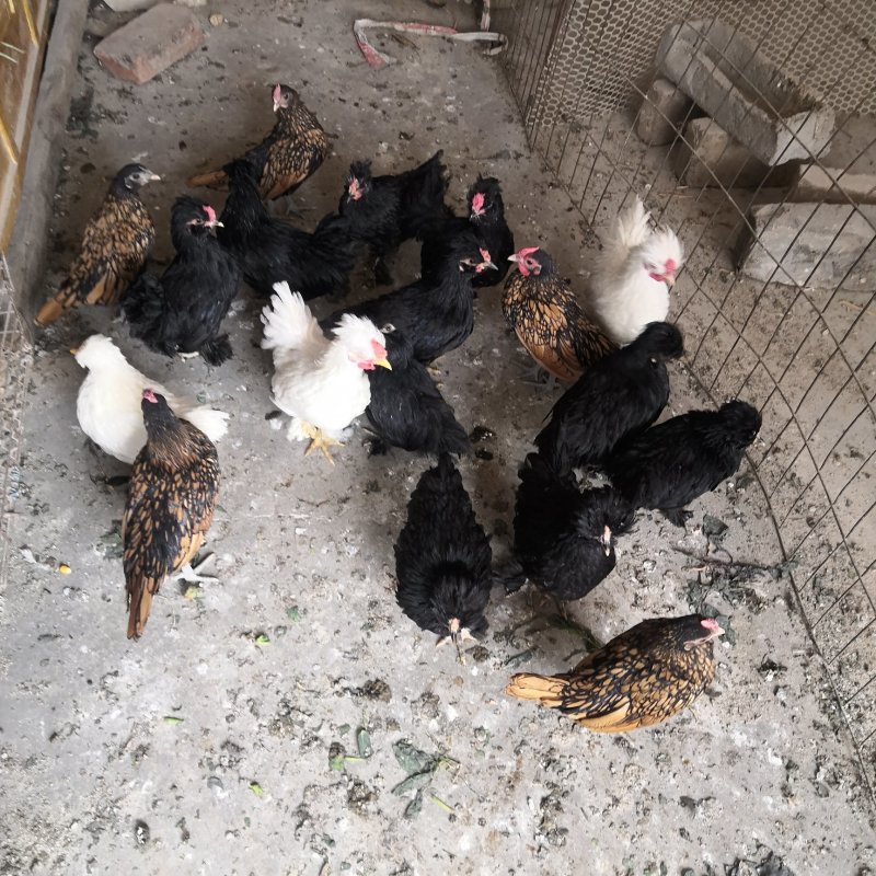 白色元宝鸡黑色元宝鸡观赏鸡种鸡