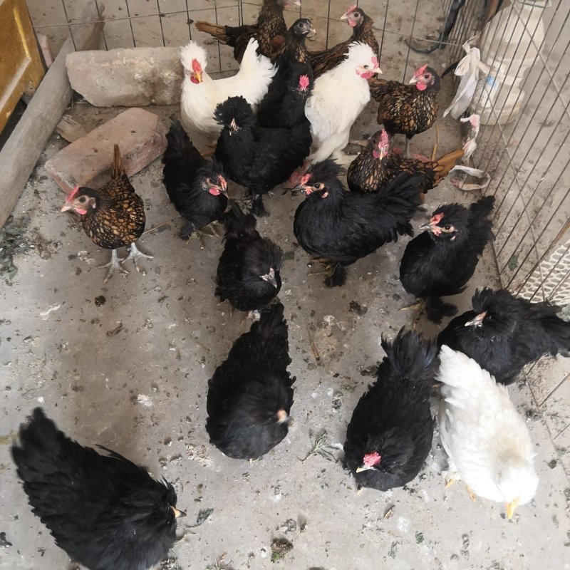 白色元宝鸡黑色元宝鸡观赏鸡种鸡