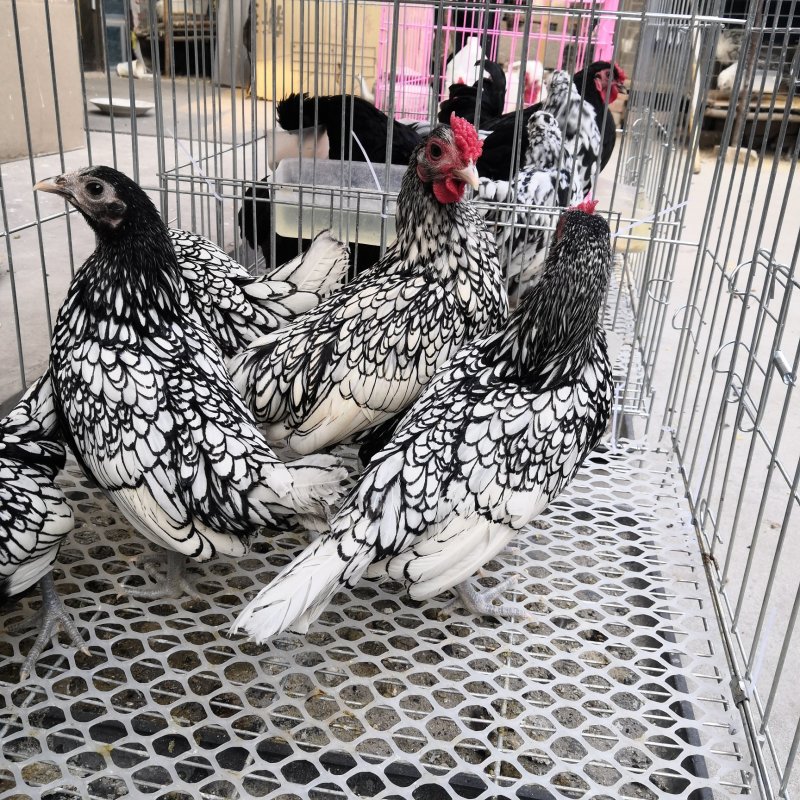 白色元宝鸡黑色元宝鸡观赏鸡种鸡