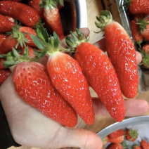 供应香蕉草莓苗红颜奶油章姬盆栽地栽苗品种纯正