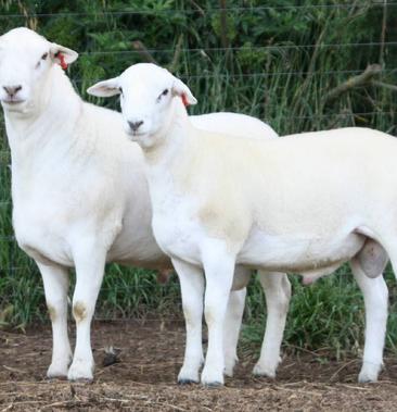 澳洲白绵羊羔图片图片