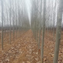 种植法桐，有原生冠，有一年冒