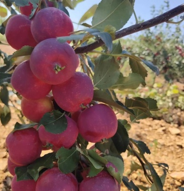 沙果树苗(紫太平,红太平,海棠果,沙果树苗)