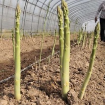 【2020年山东优质芦笋苗】三年苗绿植多年生质量保证