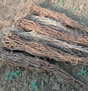 [甘草批发]野生甜甘草价格16.00元/斤 - 一亩田