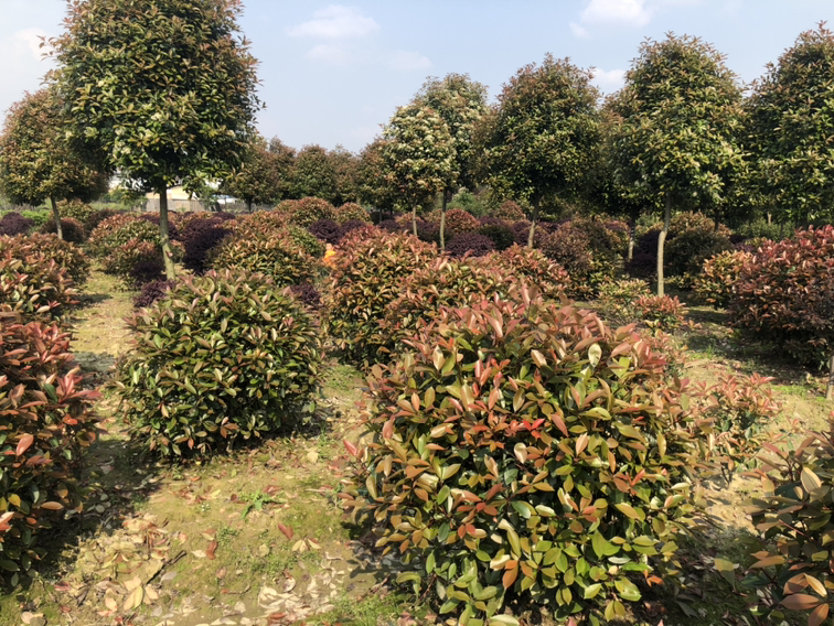 红梅在园林景观中的应用