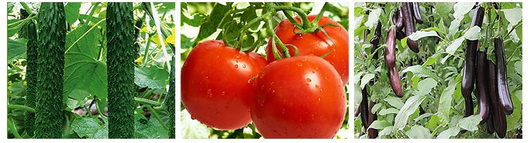 黄瓜与茄子施肥示意图