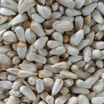 红花籽，优质，量大价格优惠