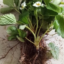 四季奶油草莓苗盆栽阳台绿植根系发达当年结果