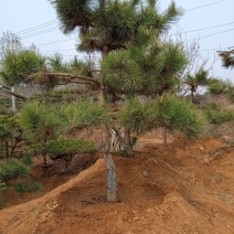 大量出售各种造型松，盆景松