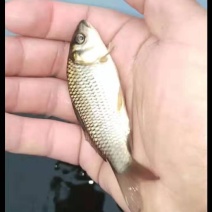 鲤鱼苗，品质优良提供技术指导让你无后顾之忧。