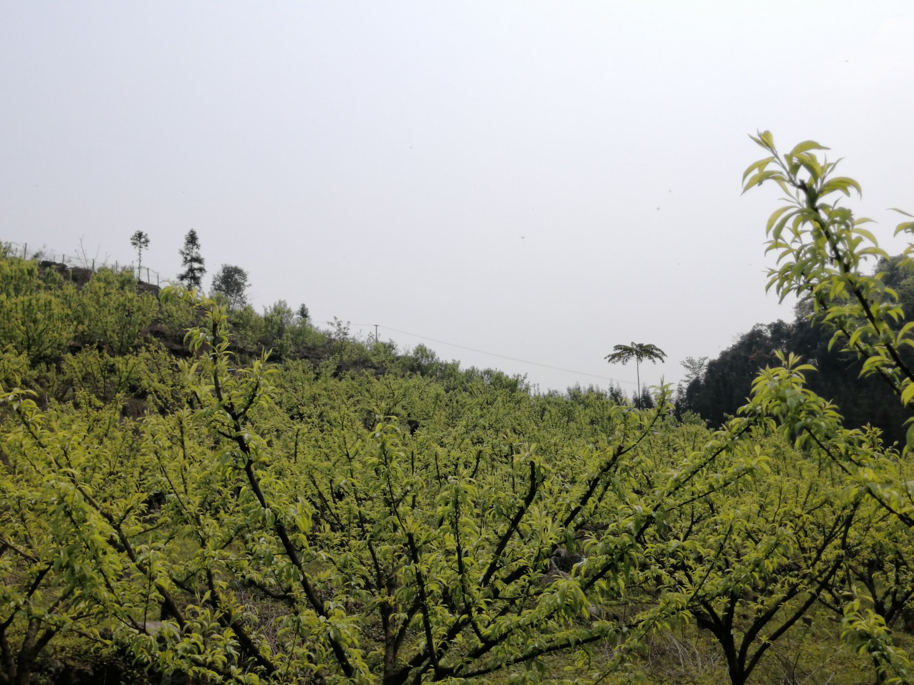 蜂糖李果园春季开花景象