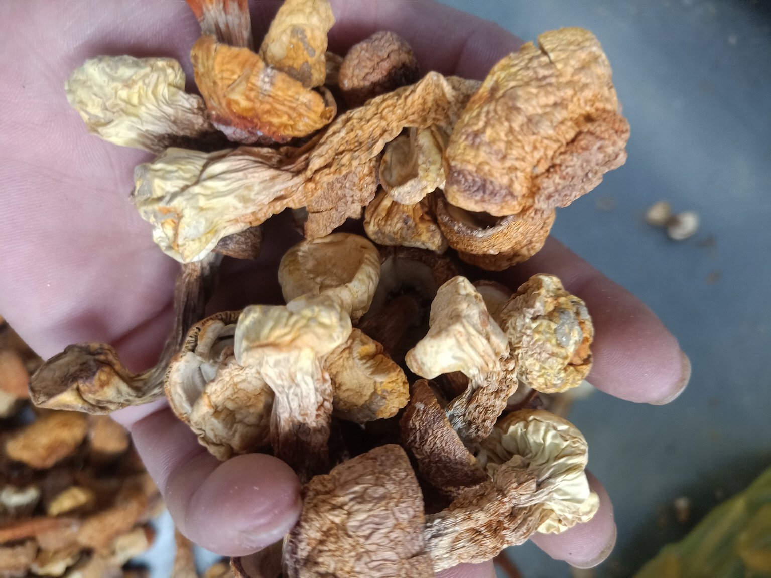 展示正在翻炒中的干姬松茸,锅中散发出浓郁香气,旁边摆放着青红椒和蒜姜等配料 干姬松茸炒制过程图