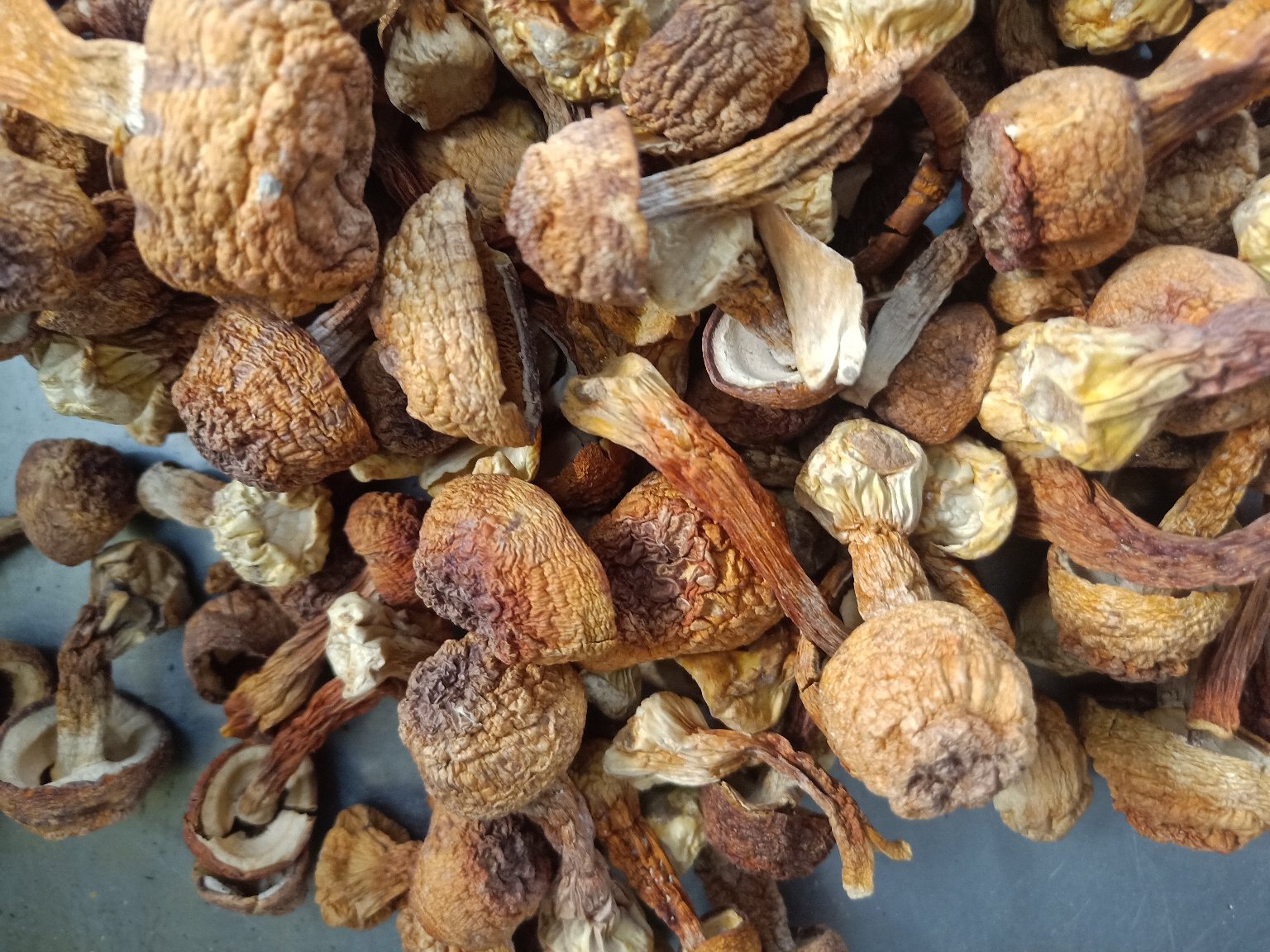 姬松茸黑色特写:深褐色至黑色的菌盖,表面光滑,具有天然光泽 姬松茸黑色特写