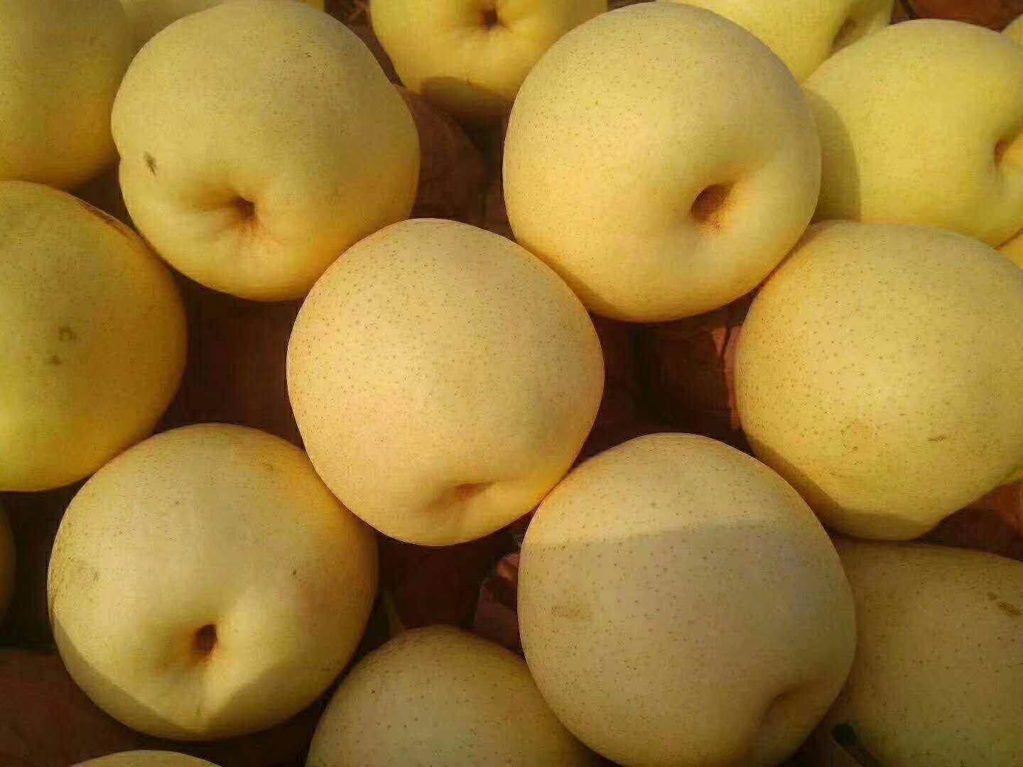 鸭梨果园秋季丰收场景