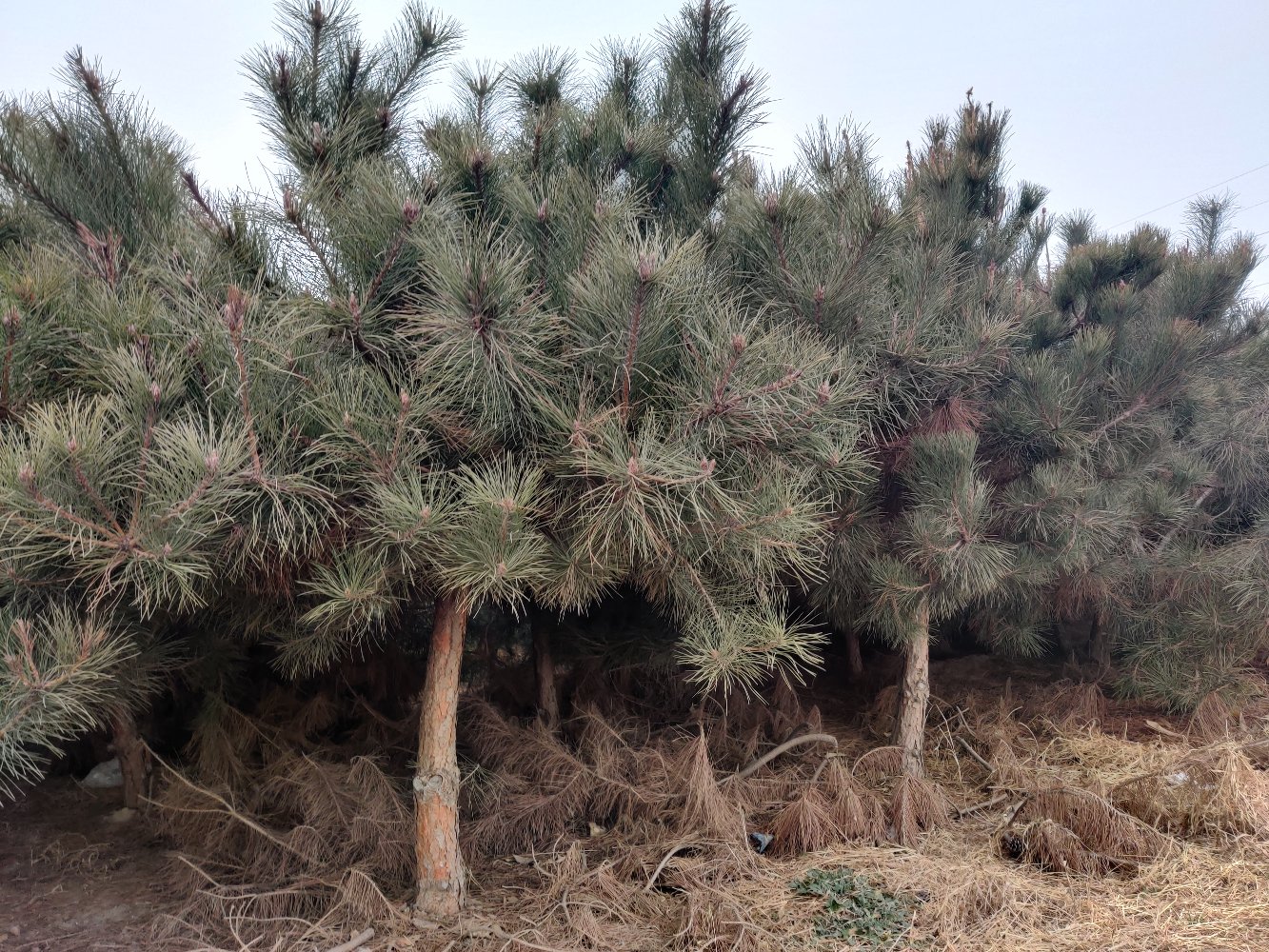 图片说明:一棵健康的油松树在阳光下挺拔生长,树干笔直,枝叶繁茂 油松树在阳光下挺拔生长