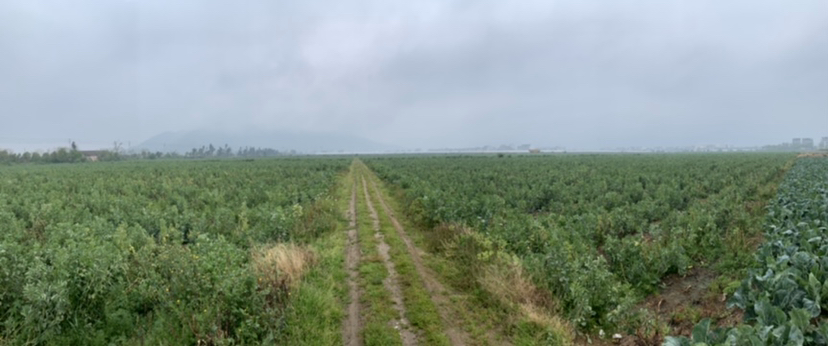 展示一块平整的农田,农民正在人工点播蚕豆,每穴放入2粒种子,行距40厘米,株距25厘米,旁边插有标尺显示深度为4厘米,背景可见丘陵地形和远处山林 蚕豆田间播种示意图