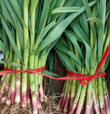 四六瓣蒜种山东蒜苗红蒜苗大量上市中