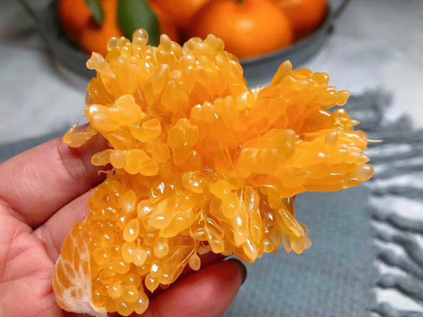 四川不知火柑桔果实特写,果皮粗糙但果肉饱满多汁 四川不知火柑桔特写