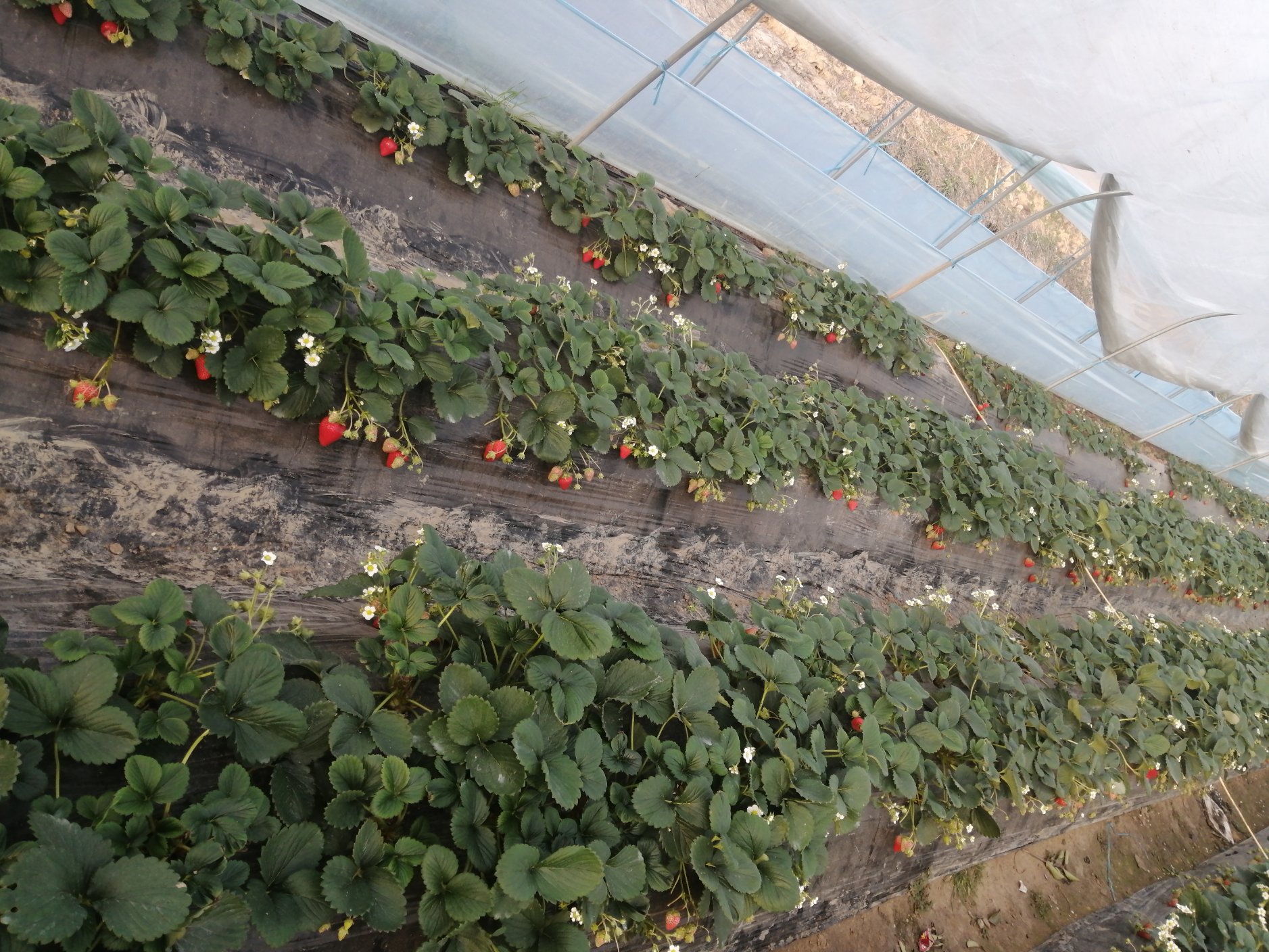 阳光下的奶油草莓种植大棚,果实垂挂,绿叶掩映,呈现出一片生机勃勃的景象 奶油草莓果园实景图