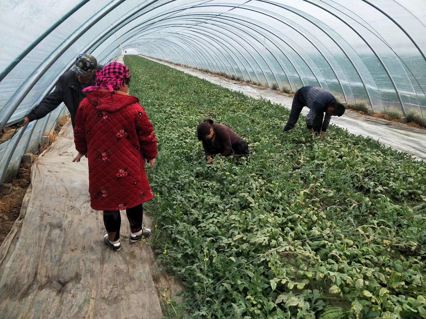 冬季温室内的茼蒿种植场景