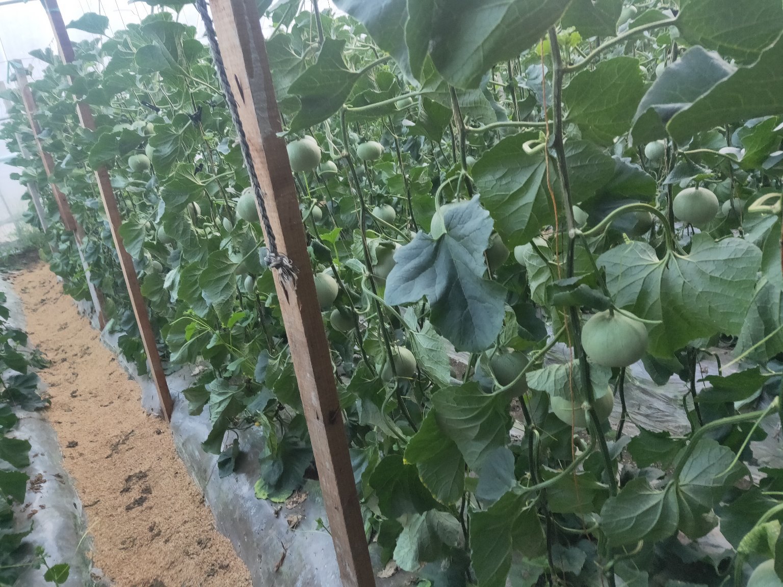 绿宝甜瓜膨瓜期标准化水肥管理场景