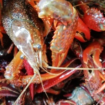 小龙虾藕塘套养食用活虾青红虾6~8钱硬规格
