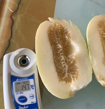 天津科润天美55甜瓜种子羊角蜜甜瓜种子