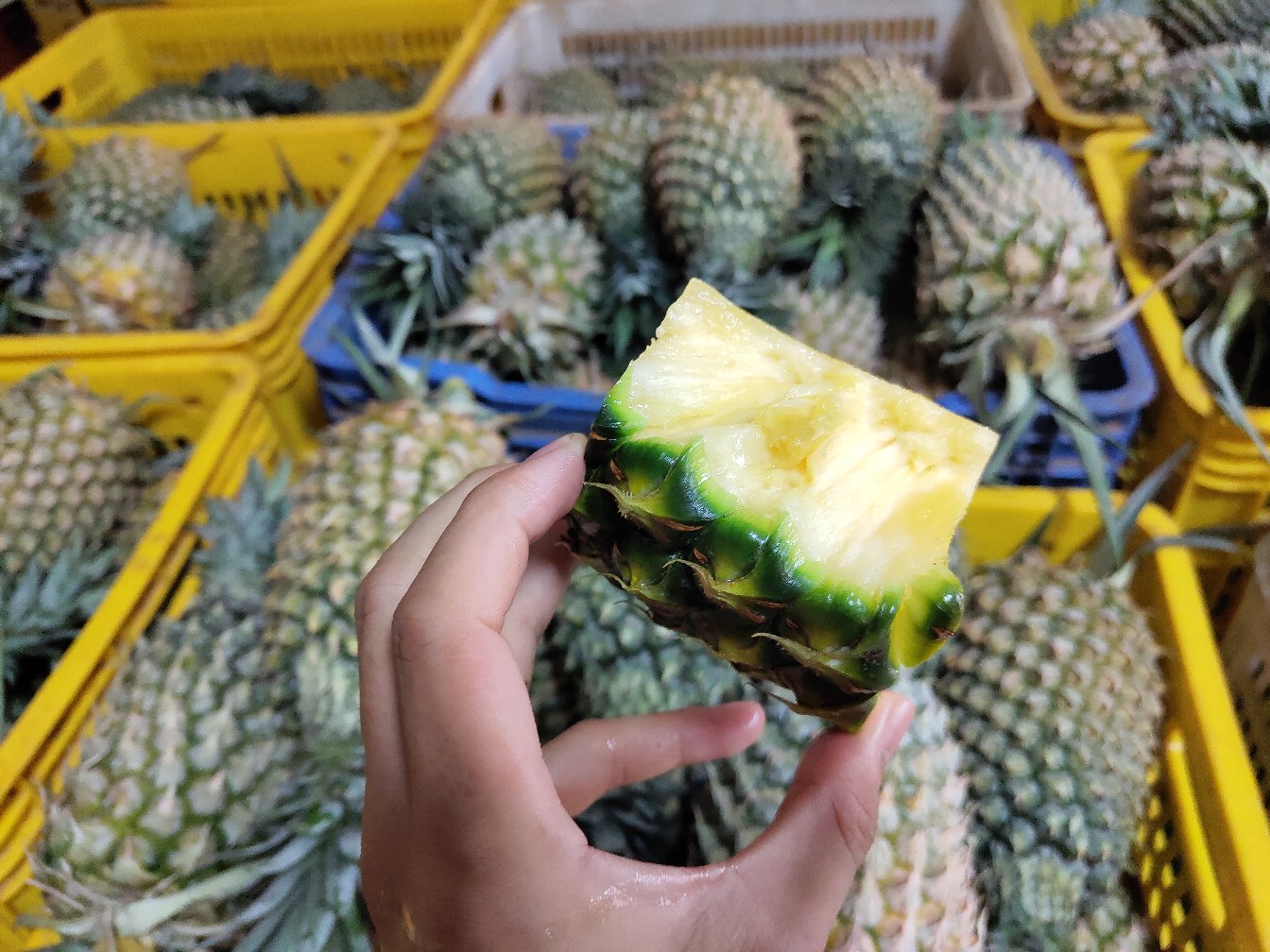 现代家庭菠萝选购场景:消费者手持新鲜菠萝与手机电商页面同框,页面特写显示'净重约1.4kg'参数,窗外自然光柔和,营造真实、便捷、可信赖的消费信任感 一位女性手捧一颗中等大小菠萝微笑站立于阳光充足的厨房窗边,菠萝表皮金黄鲜亮,她另一手持手机正显示购物APP页面,页面中清晰标有'台农17号·净重约1.4kg·包邮到家'