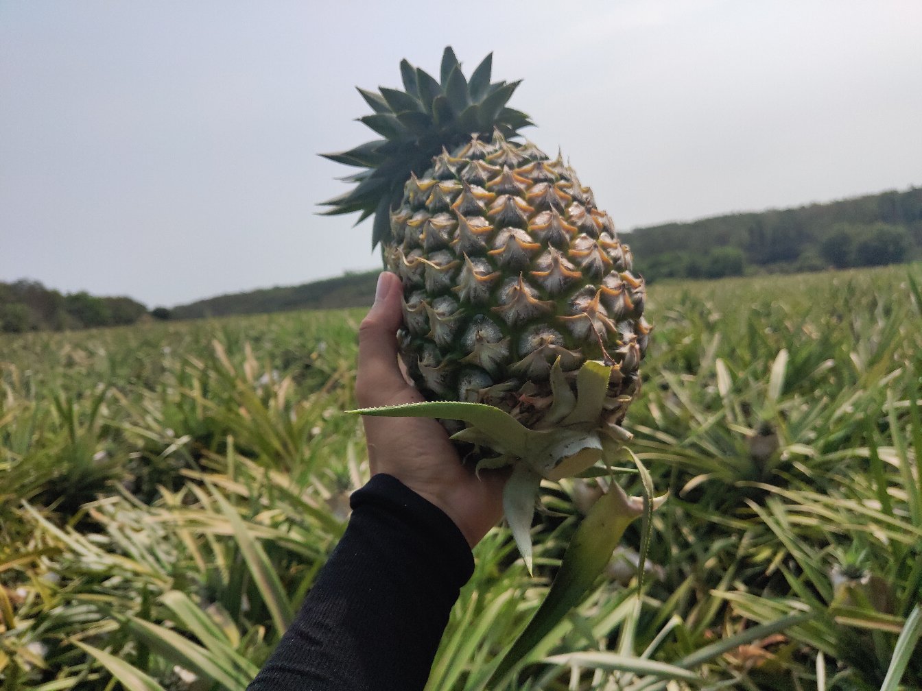 野菠萝果实在水中煮沸的画面