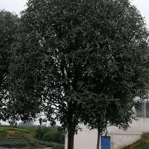桂花