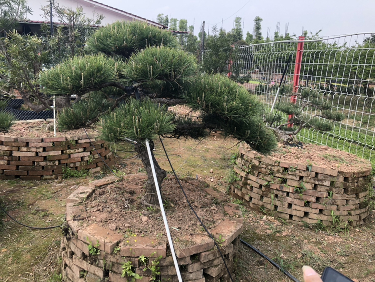 罗汉松庭院摆放实景图
