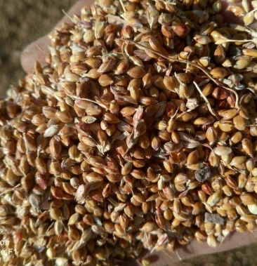 高粱下脚料粮食下脚料含粮食30