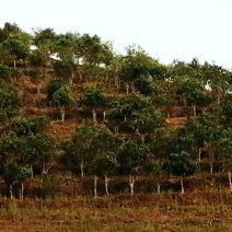 勐海县布朗山私家茶源。欢迎咨询。