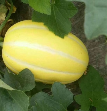 凌桥香瓜一次合作终身朋友精品货找我