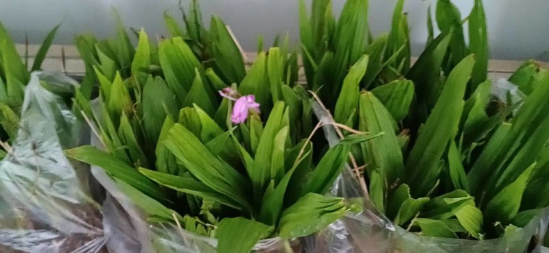 白芨种苗批发市场在哪里