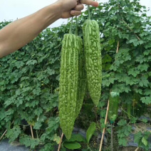 广东苗场苦瓜苗合适露地大棚种植商品率高珍珠苦瓜苗