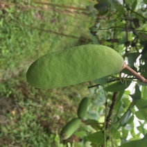 杭州千岛湖中华肾果八月瓜