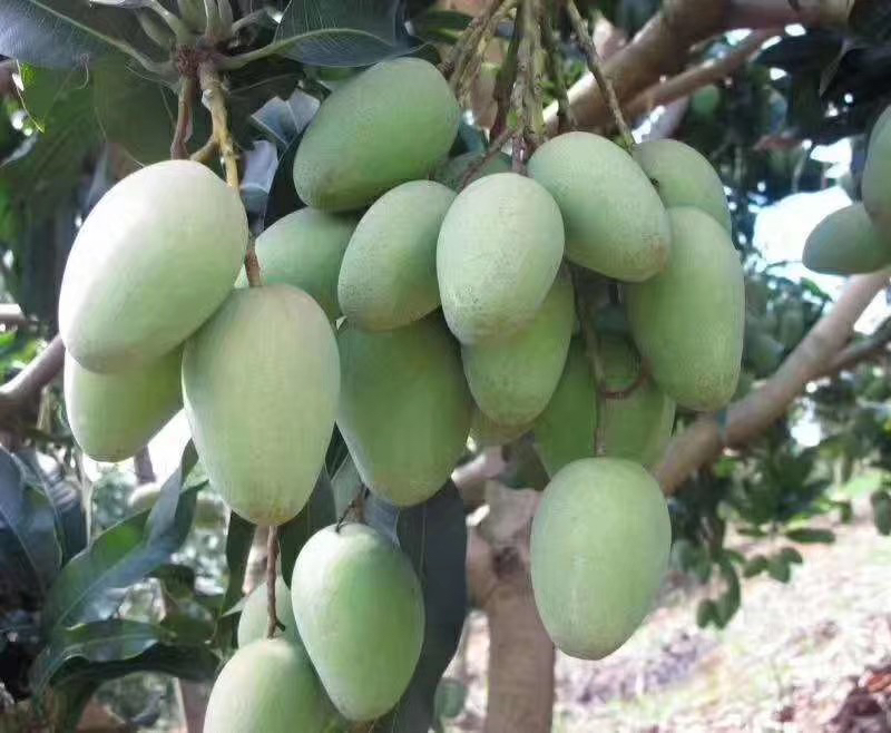 云南农户在果园中采摘小台芒场景