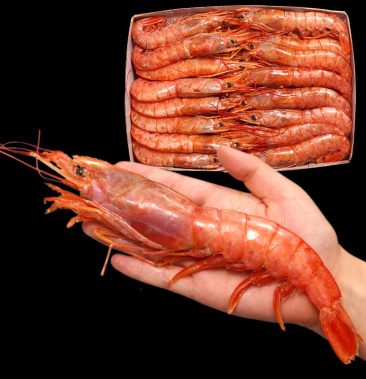 阿根廷红虾阿根廷大红虾海捕大 新鲜海捕 大红虾