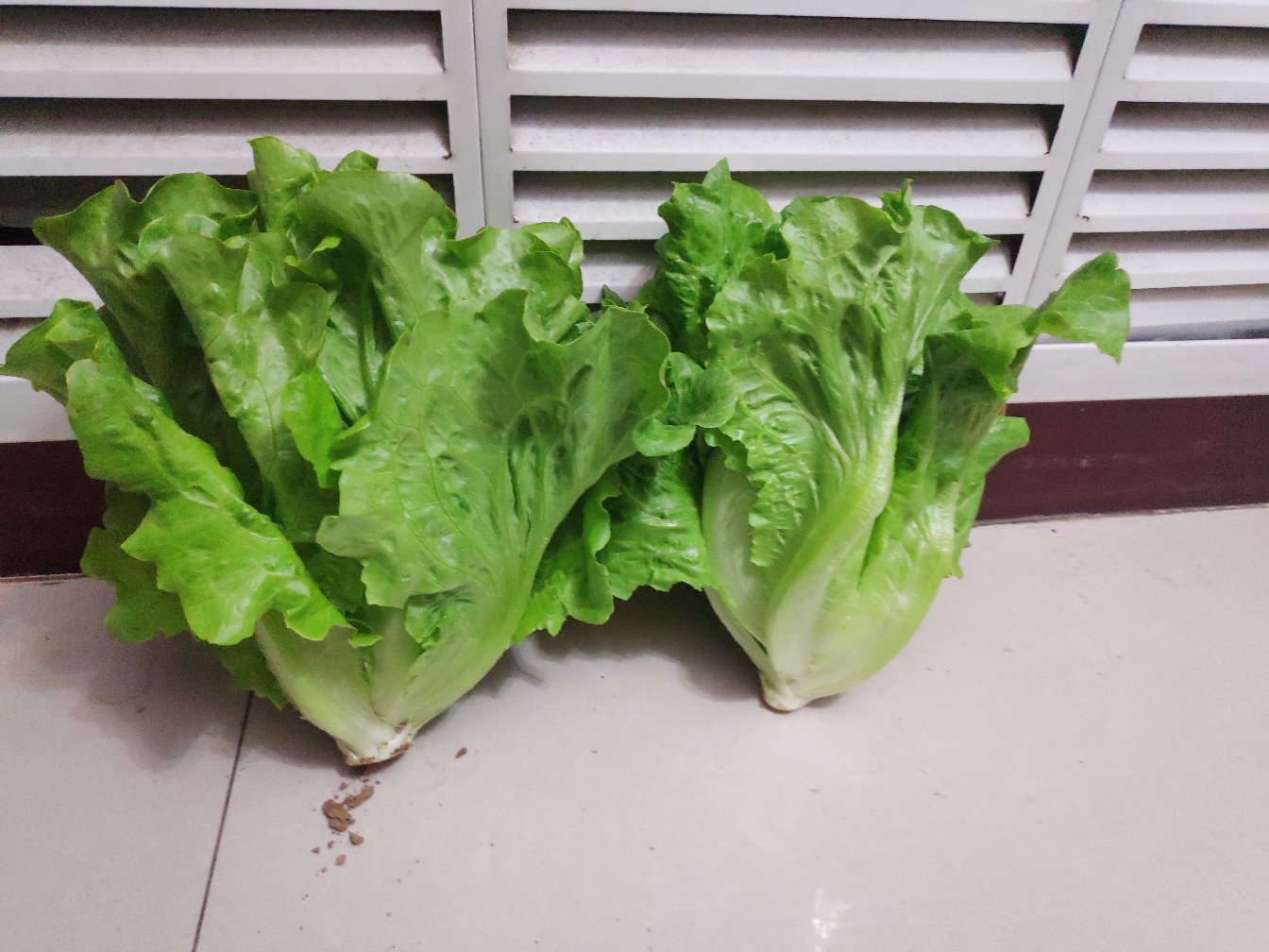 散叶生菜与普通生菜并排摆放,突出其株型更高、叶片更松散的特点 散叶生菜与普通生菜的对比图