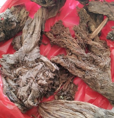 悬崖峭壁野生岩黄连净根