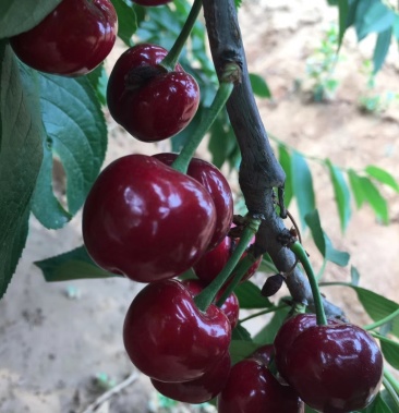 烟台福山大樱桃产地直供