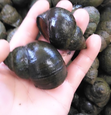 田螺,种螺,商品螺,螺仔!量大的客户优先!保证质量!