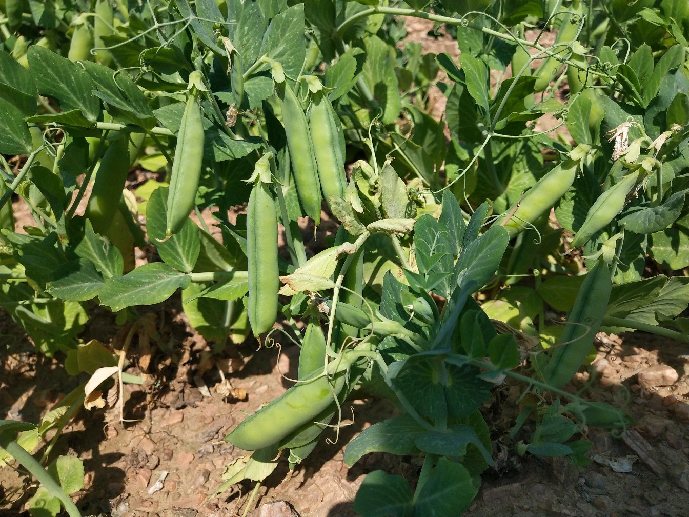 青豌豆植株特写
