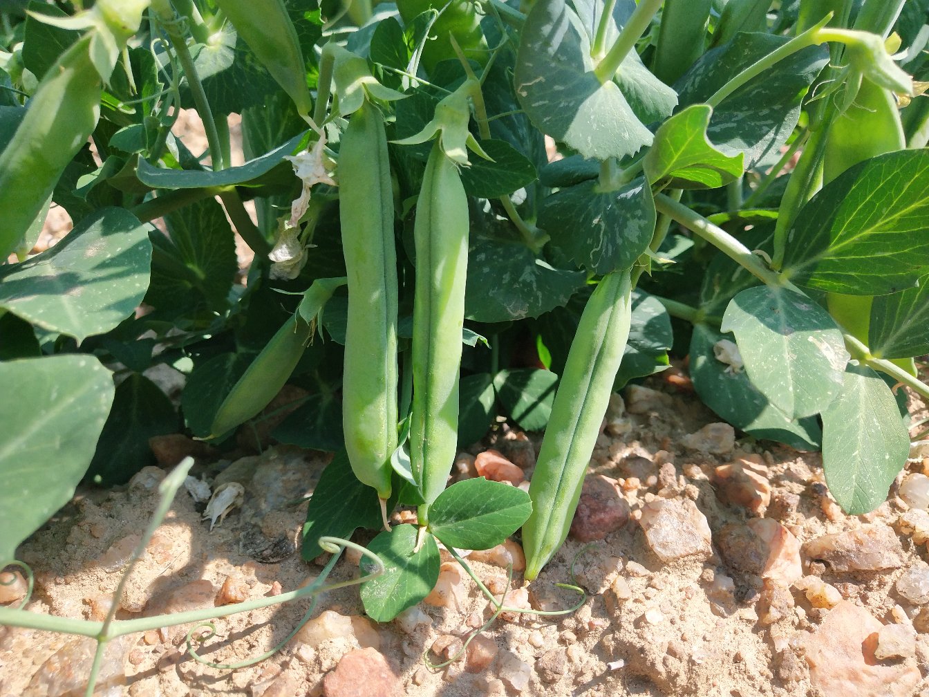 家庭阳台种植的青豌豆生在阳光下生长 家庭阳台种植的青豌豆生在阳光下生长